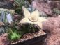 Preview: Orbea ciliata
